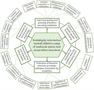 Contribution of endophytes towards improving plant bioactive metabolites: a rescue option against red-taping of medicinal plants